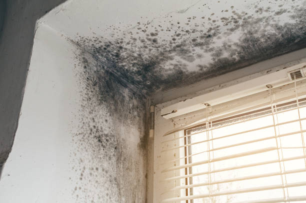 Affordable Mold Remediation solutions in Harbert, MI