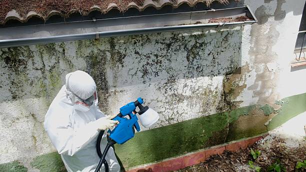 Trusted Basement Mold Remediation service in Harbert, MI - Cheap Mold Removal